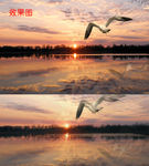 飞翔的海鸥唯美意境梦幻视频