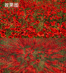 高清鲜艳红色罂粟花海图片视频