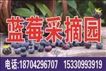 蓝莓采摘园