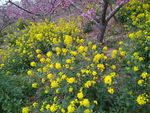 油菜花