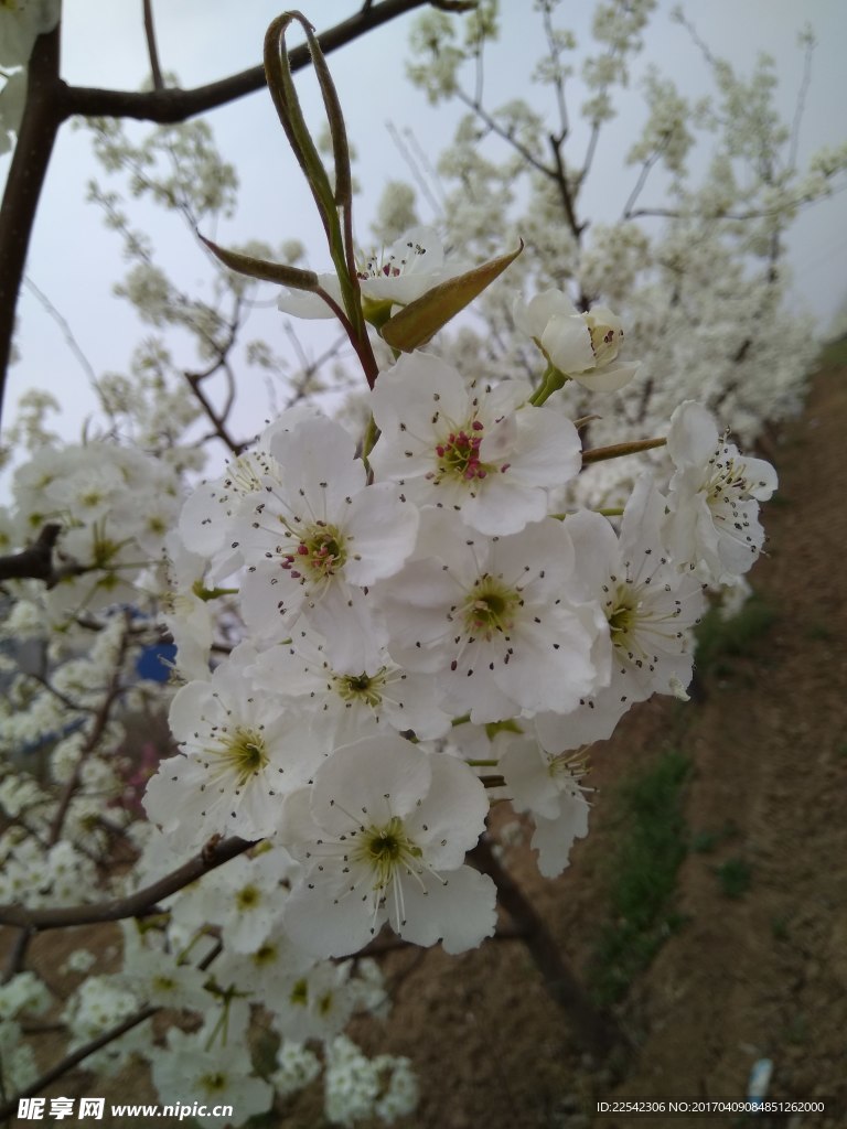 梨花