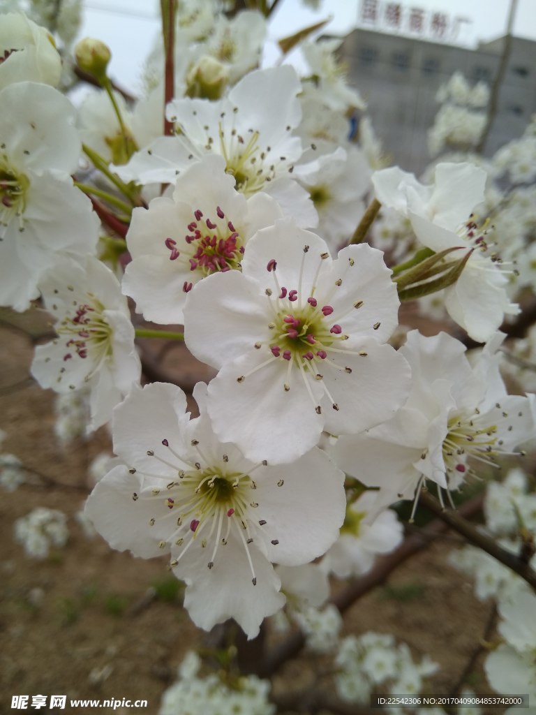 梨花