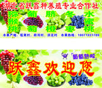 养殖专业合作社