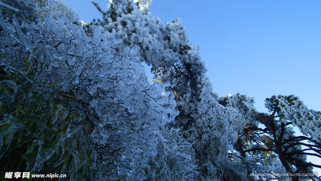 树上的冰雪