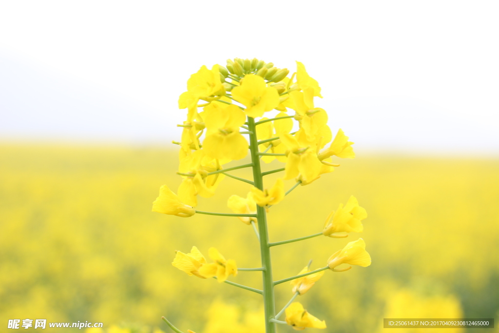 油菜花