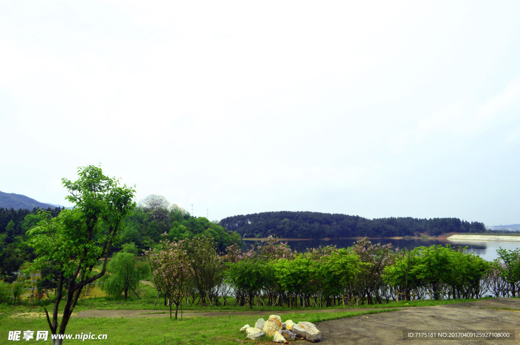 湖光山色 湖面 树林风景  树