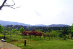 树林风景