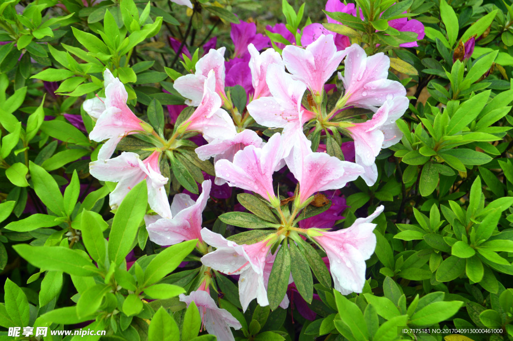 花