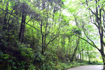 青原山树林
