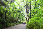 青原山树林