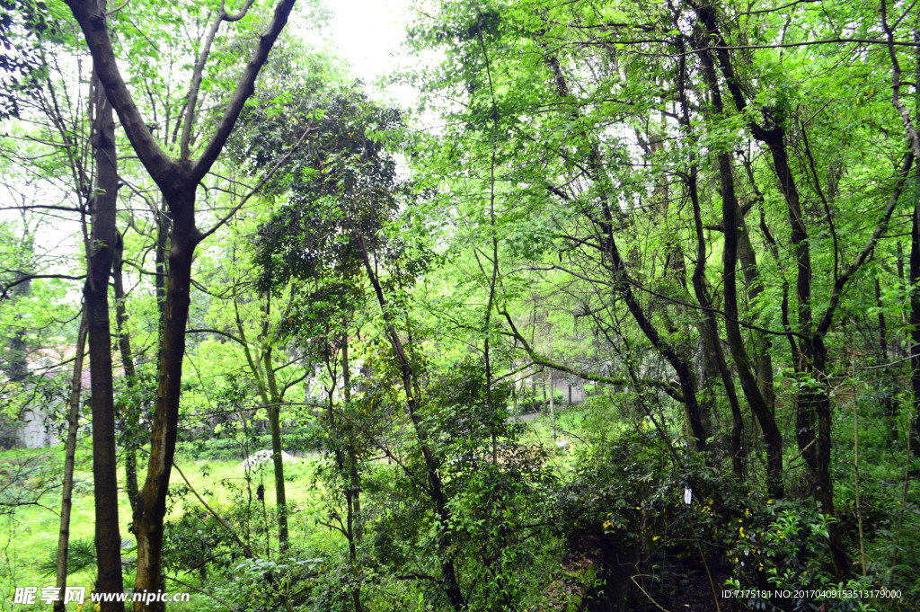 青原山树林