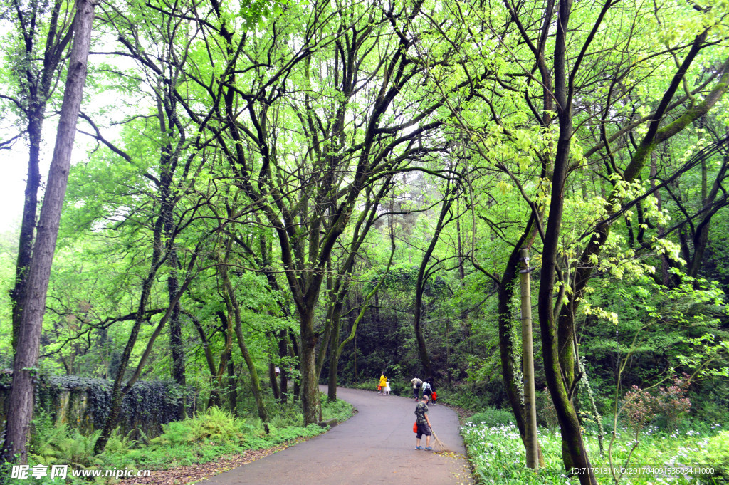 青原山树林