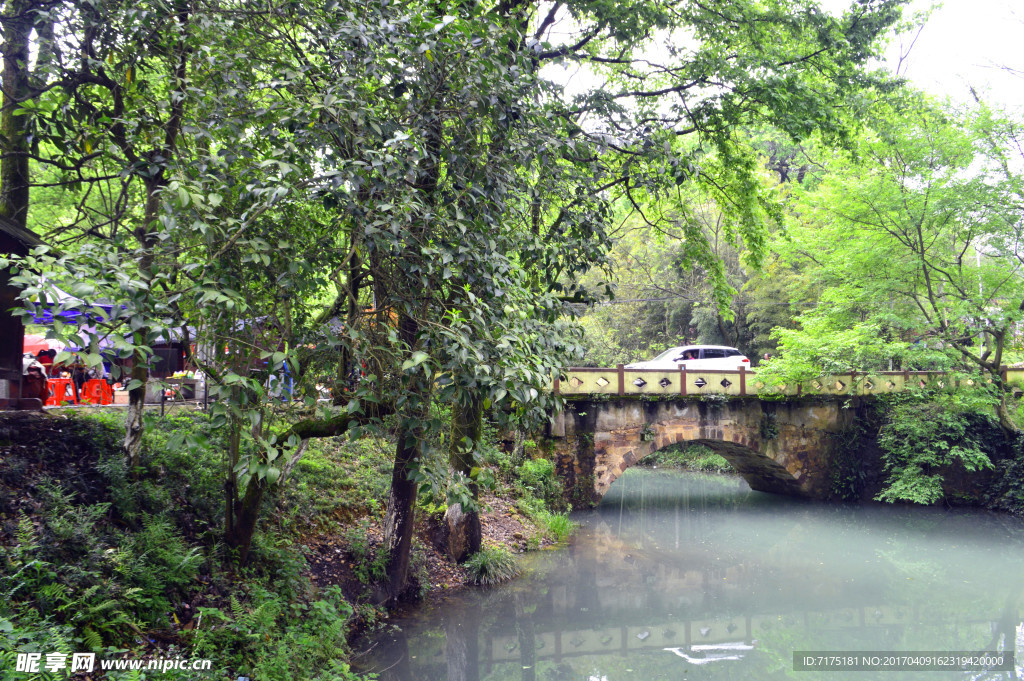 树林风景 流水