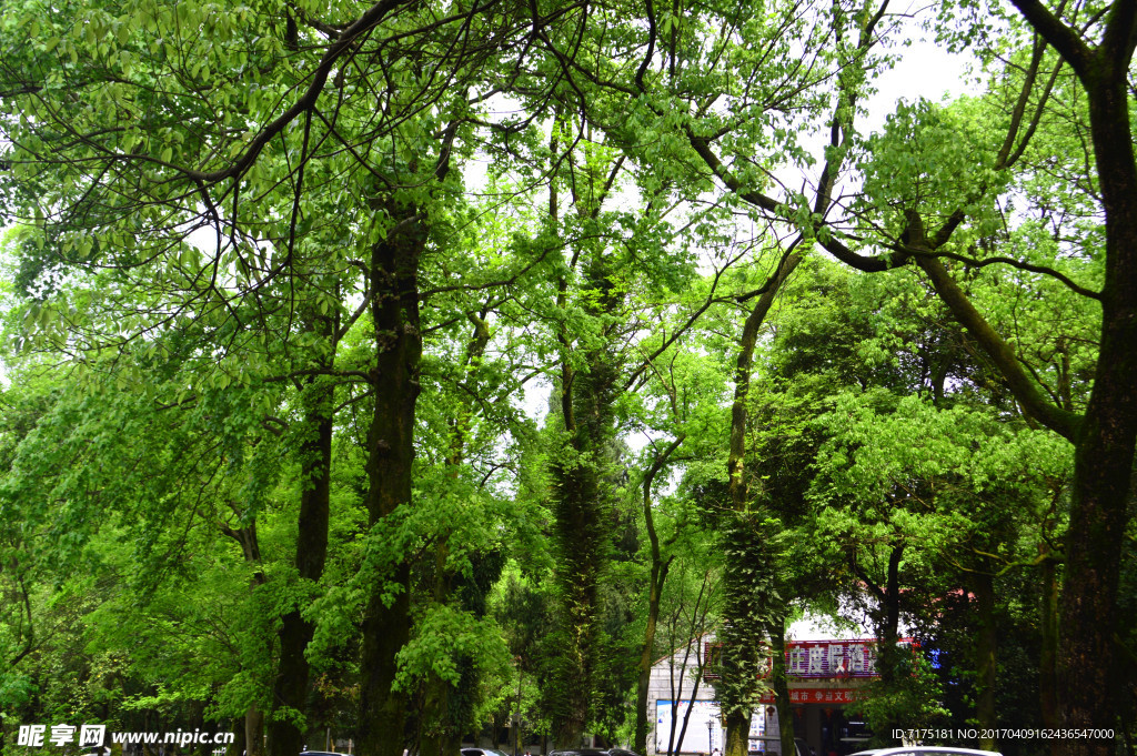 树林风景