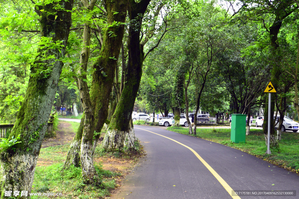 树林风景