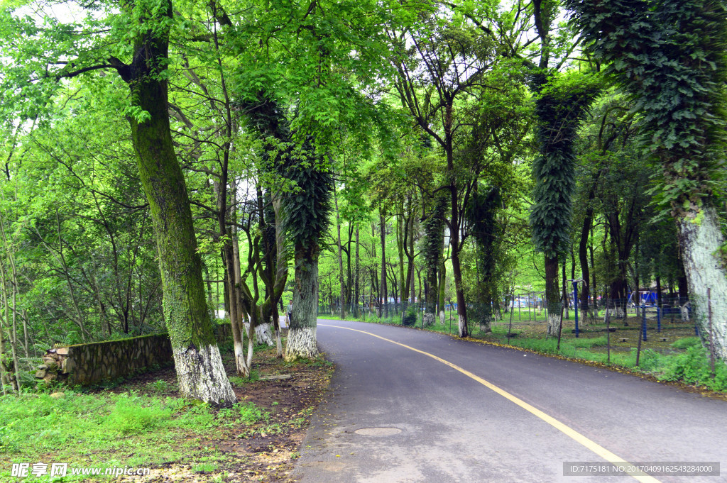 树林风景