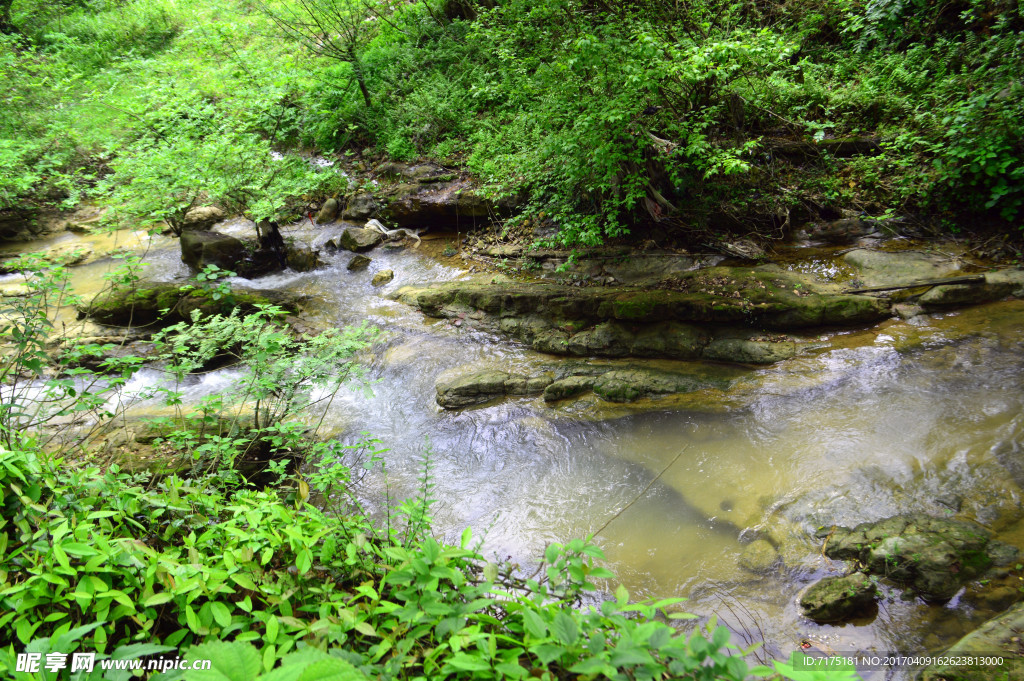 树林风景 流水