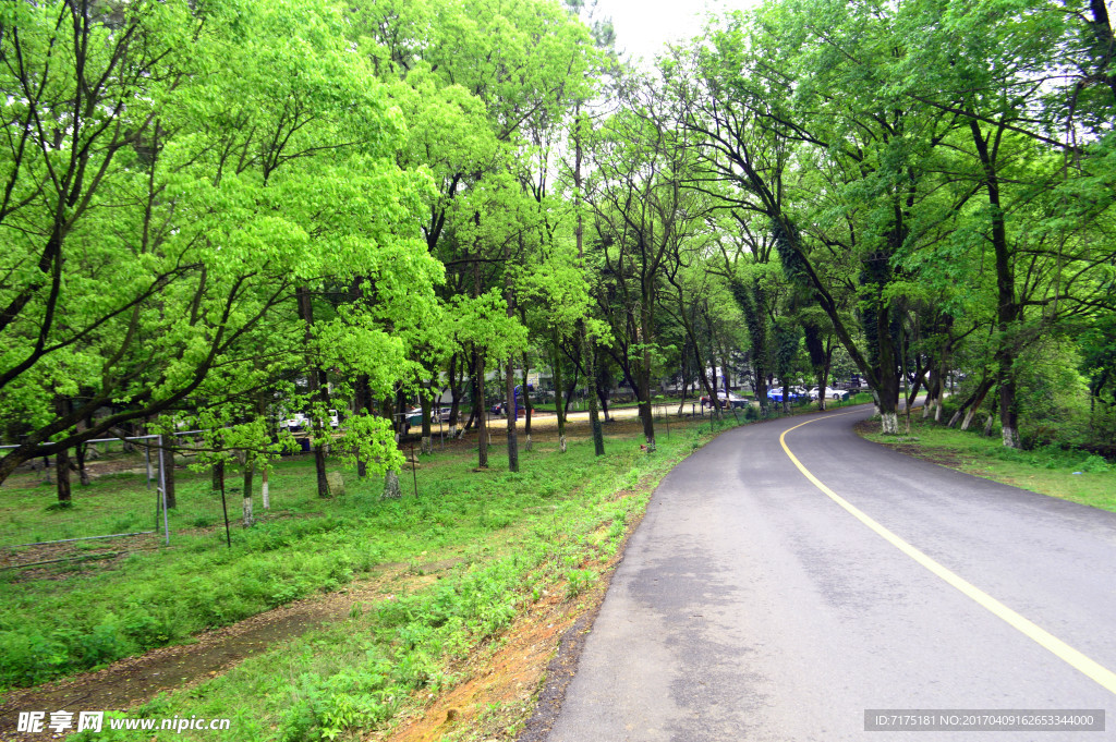 树林风景