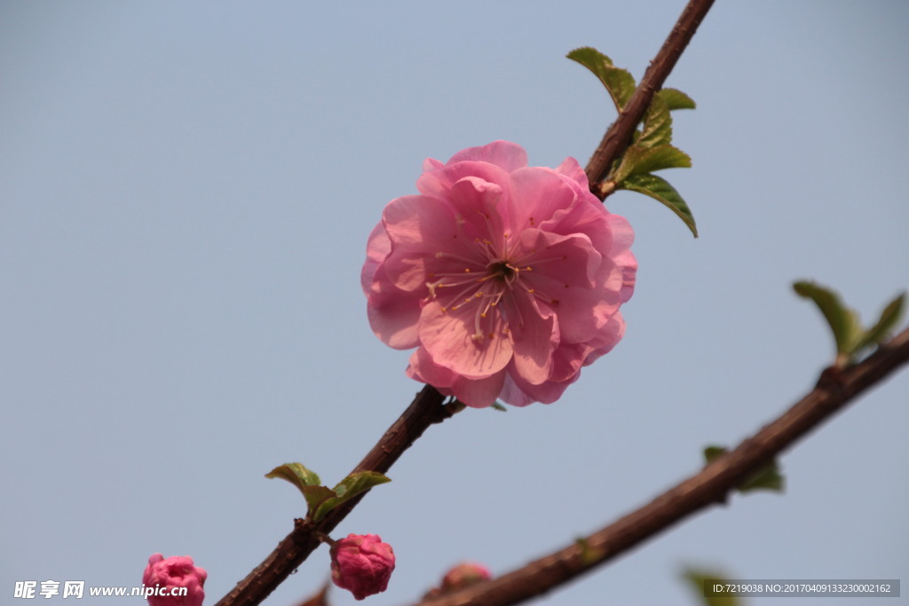 碧桃花