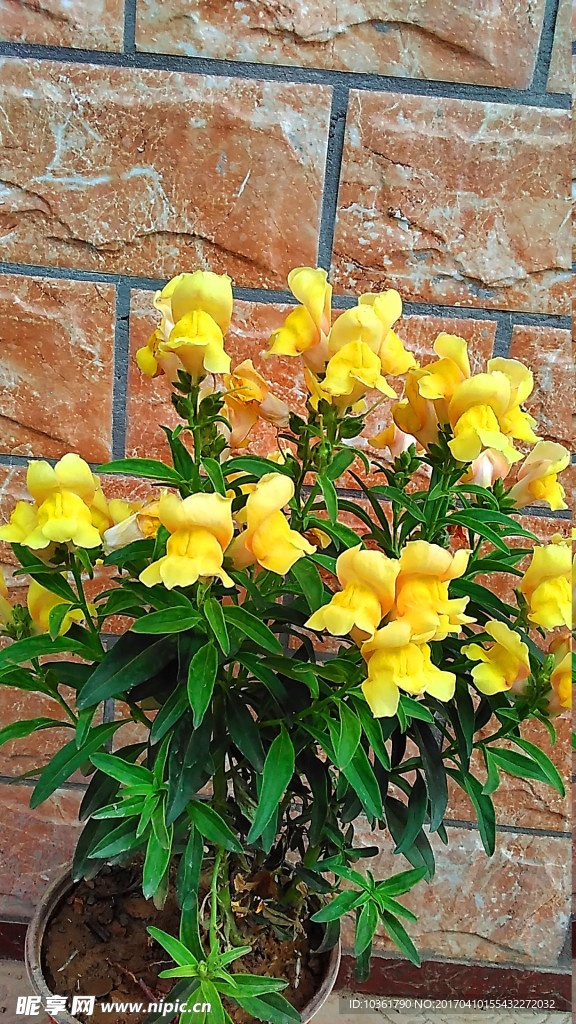 金鱼花