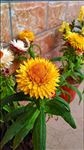 麦秆菊