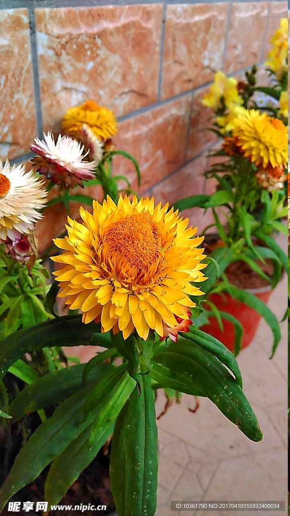 麦秆菊