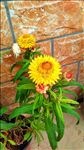 麦秆菊