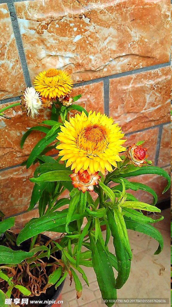 麦秆菊