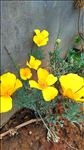 三凌花