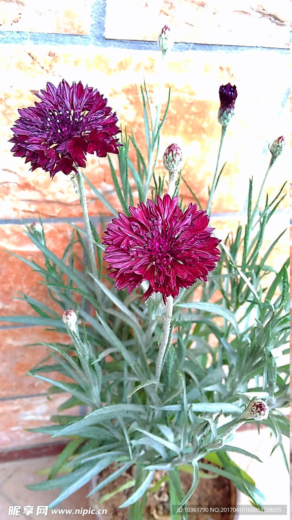 矣车菊