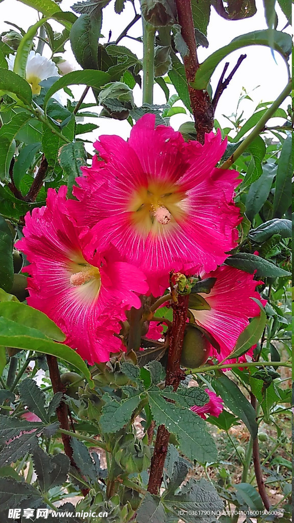 蜀葵