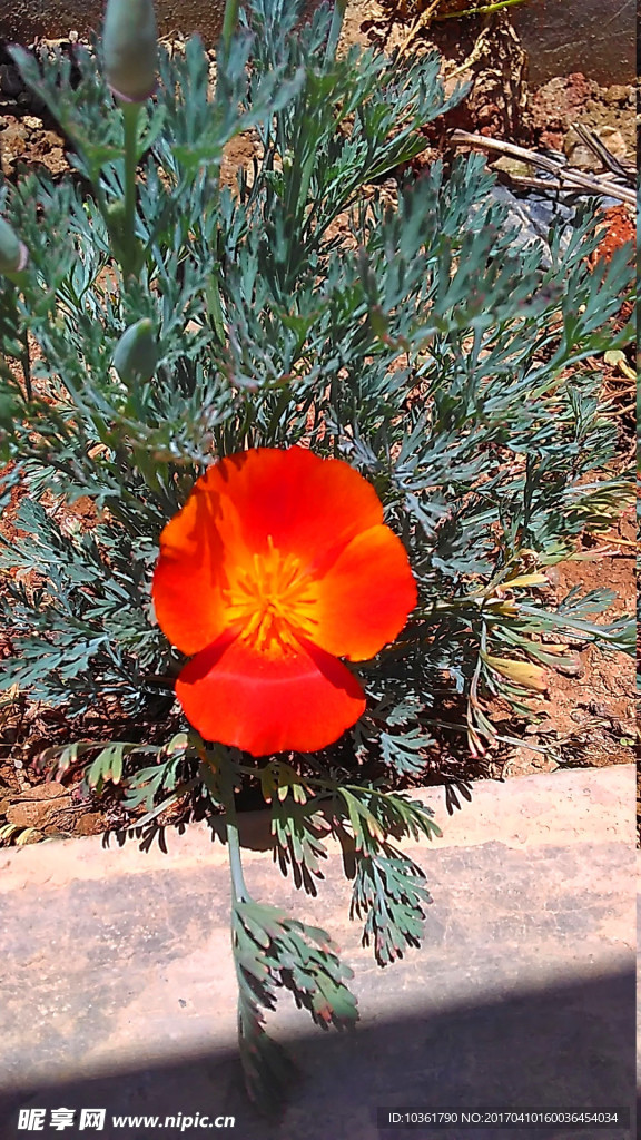 三凌花