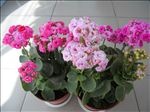 长寿花