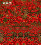 高清鲜艳红色罂粟花海图片视频