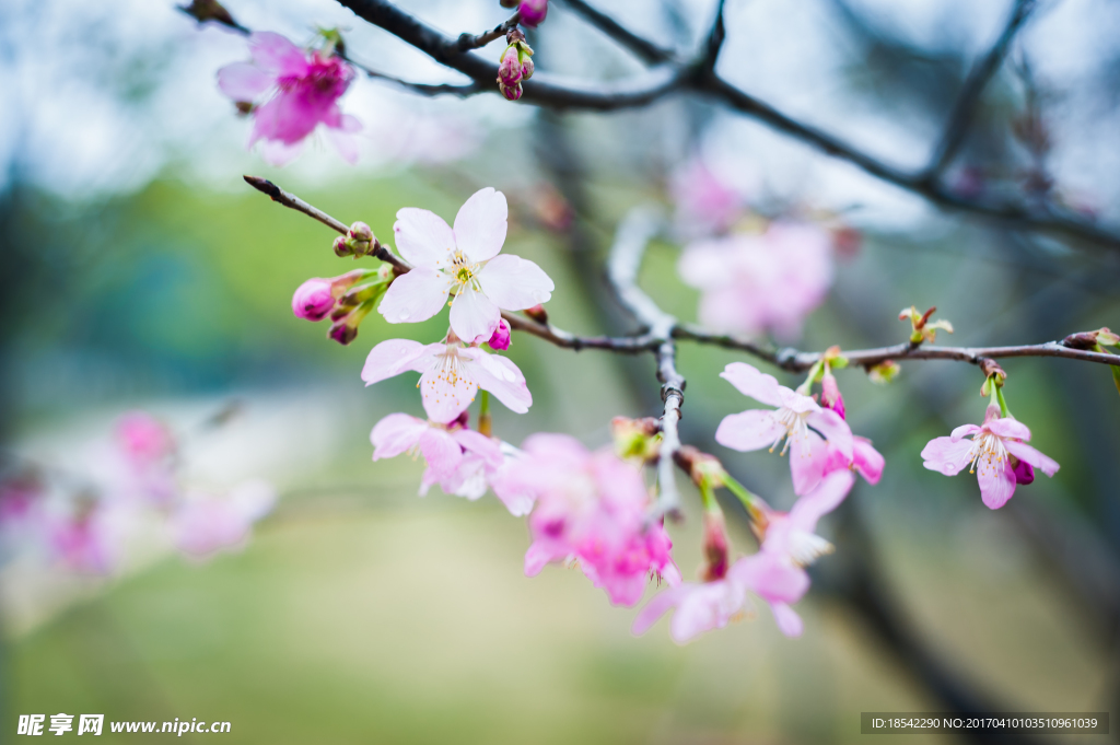 樱花