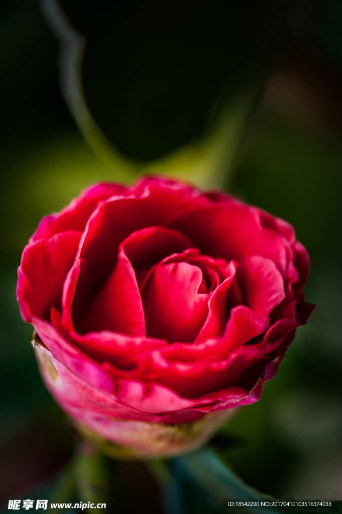 茶花
