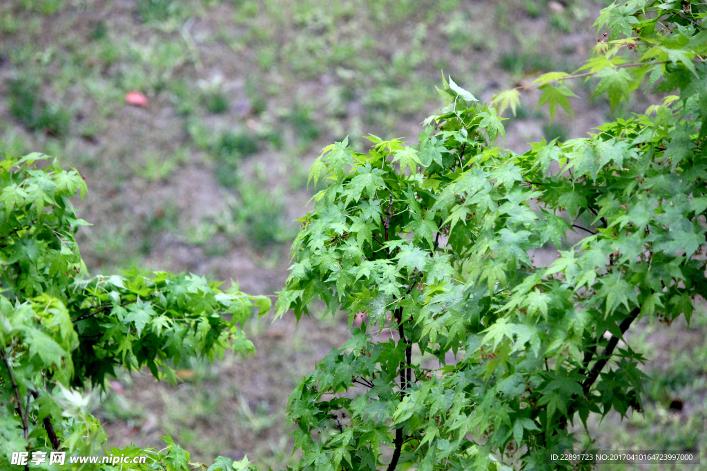 雨中树叶背景