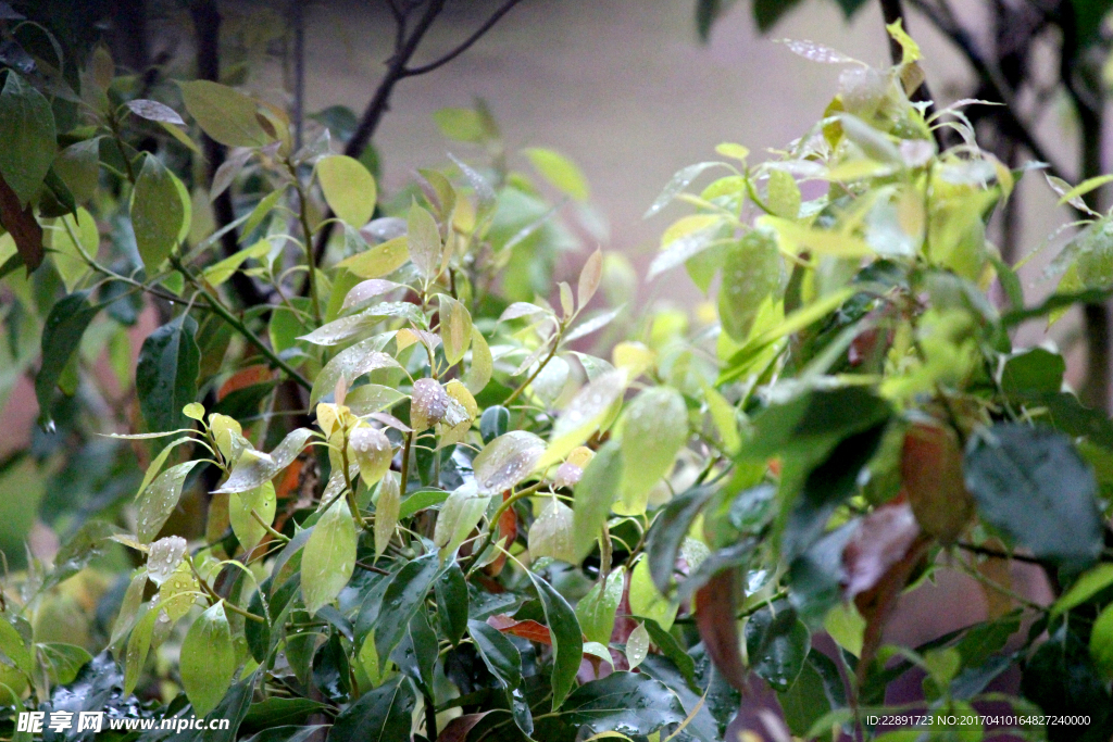 雨中树叶背景