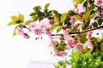 海棠花