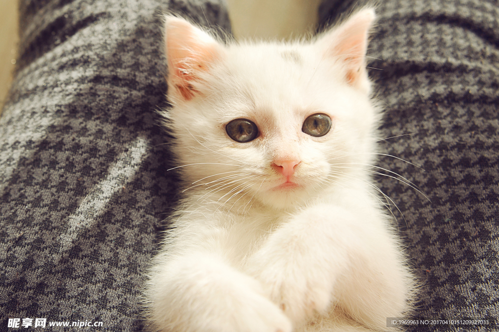 小白猫