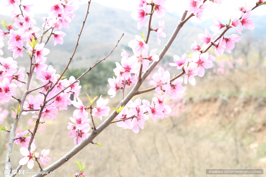 桃花