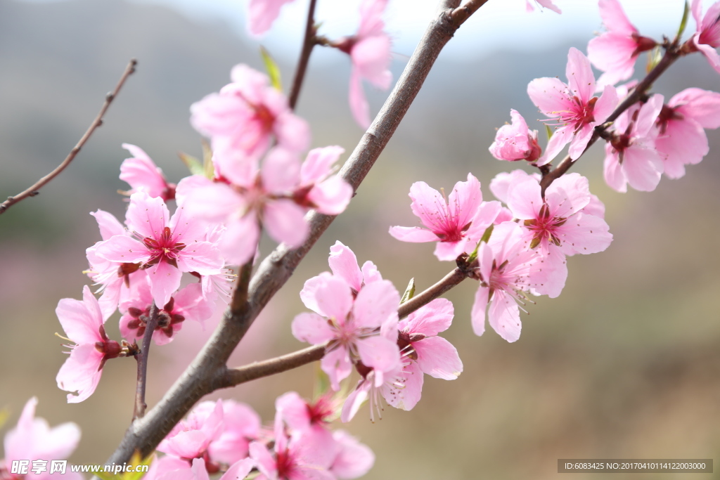 桃花