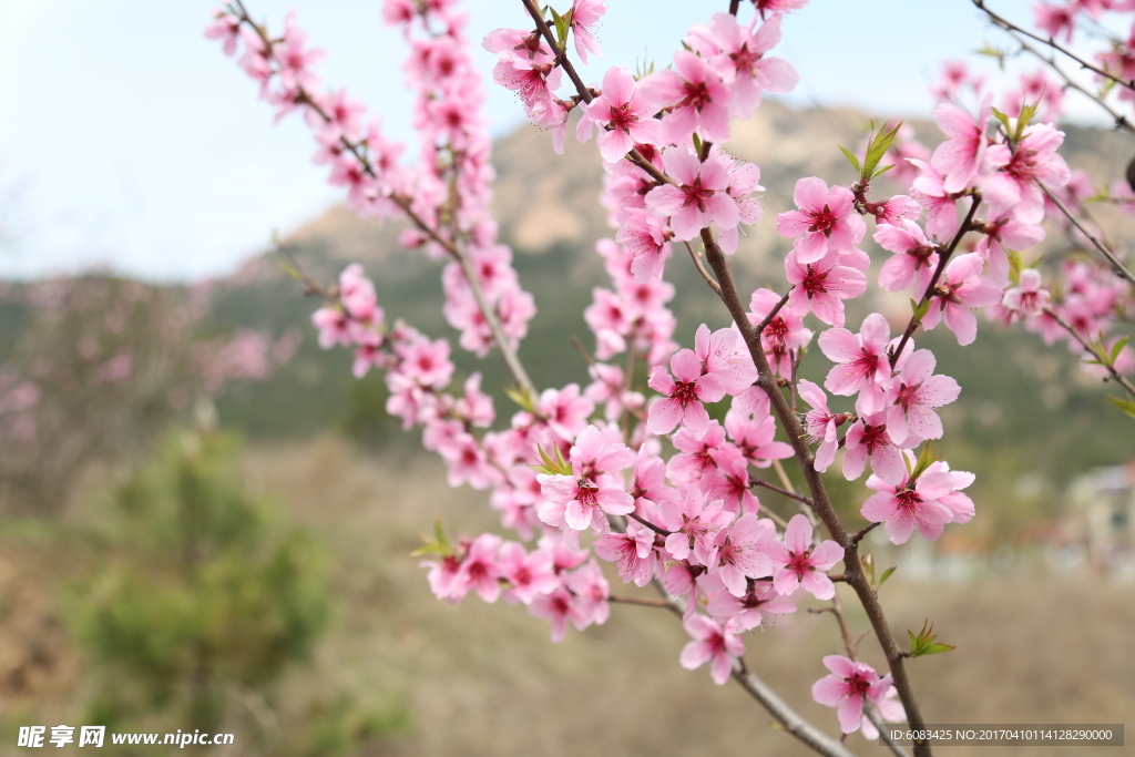 桃花