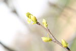 绿芽
