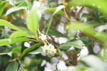 八月桂花开