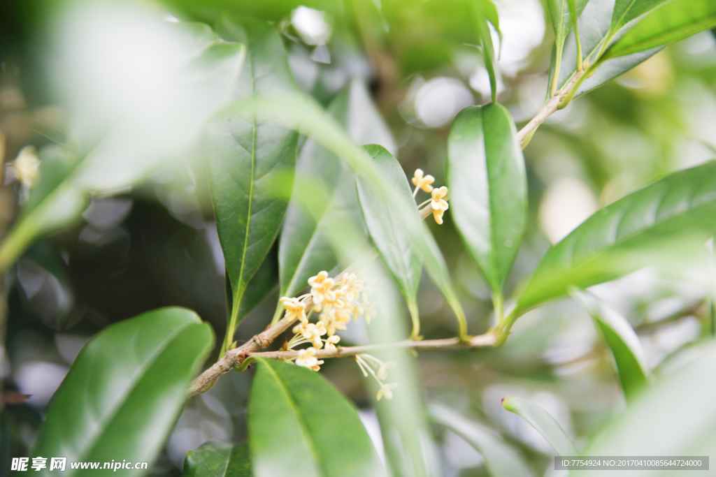 绿色桂花树