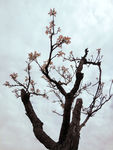 椿芽树