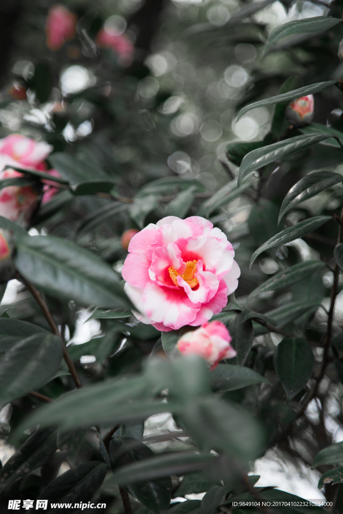 粉色山茶花