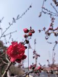大浦路桃花开