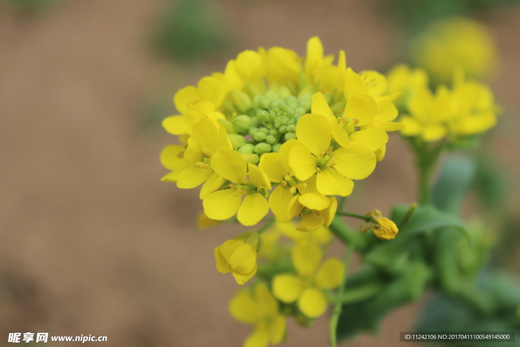 油菜花